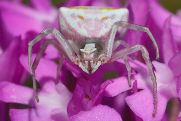 Anacamptis pyramidalis, Thomisus onustus