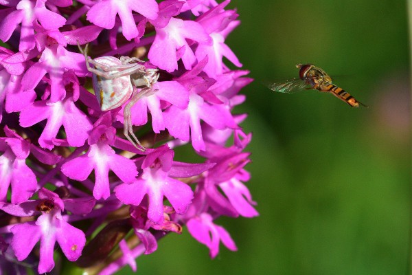 Anacamptis pyramidalis, Thomisus onustus