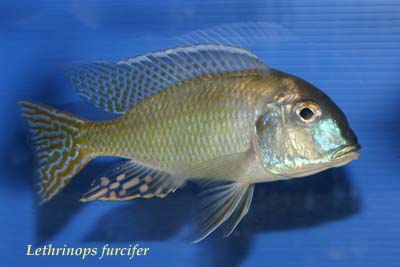 Lethrinops furcifer.jpg
