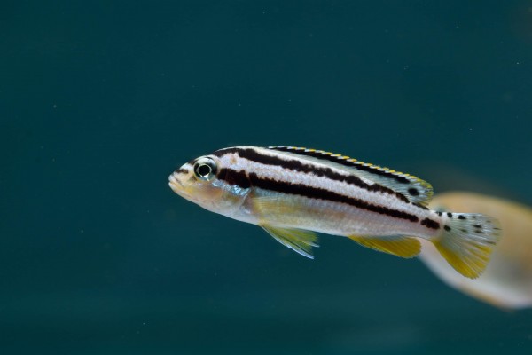 Melanochromis auratus