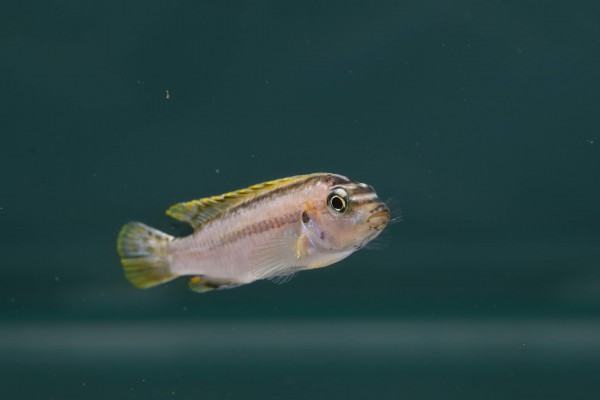 Melanochromis auratus