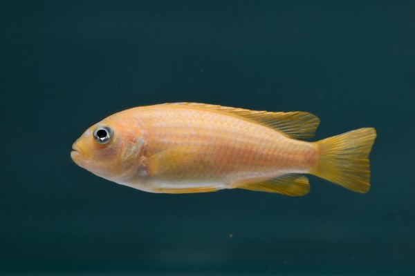 Chindongo saulosi