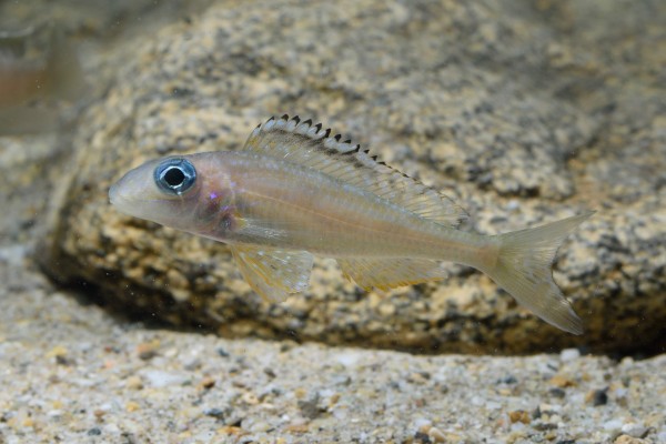 Xenotilapia papilio tembwe II