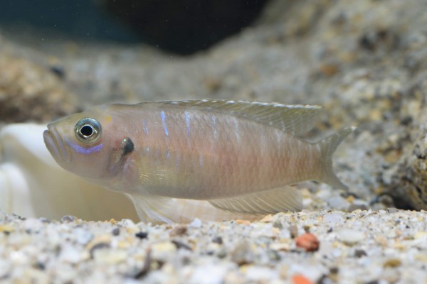 "Lamprologus" brevis
