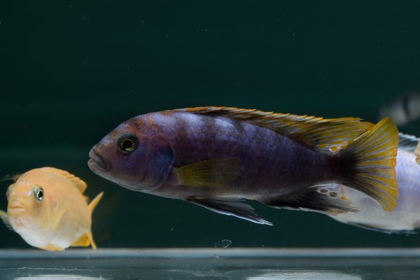 Labidochromis mbamba mâle