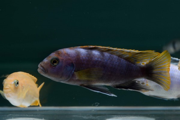 Labidochromis mbamba mâle