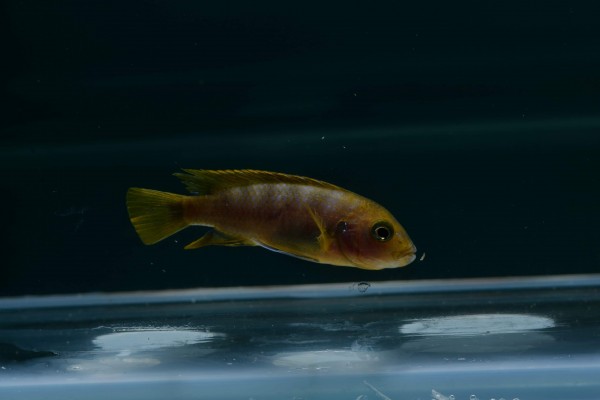 Labidochromis mbamba femelle