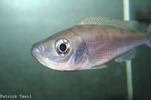 Benthochromis Nord F incub.jpg