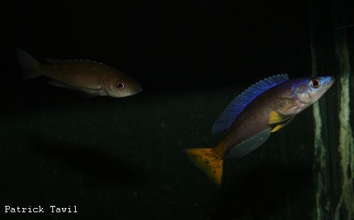 Cyprichromis leptosoma parade.jpg