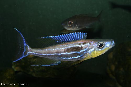 Benthochromis Nord M.jpg