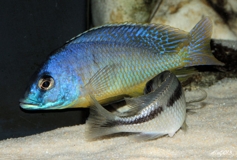 Mylochromis melanotaenia couple1.jpg
