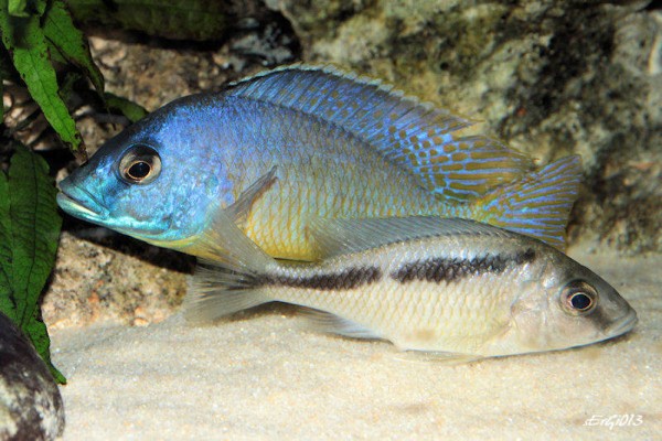 Mylochromis melanotaenia couple4.jpg