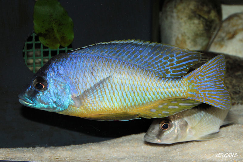 Mylochromis melanotaenia couple3.jpg