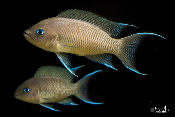 Neolamprologus marunguensis