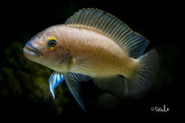 Telmatochromis temporalis Munene