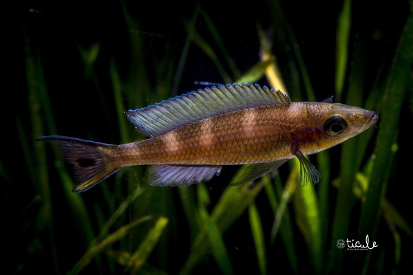 Paracyprichromis sp. brieni velifer Kitumba