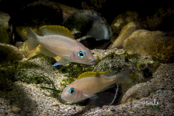"lamprologus" caudopunctatus Kapampa