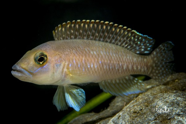 Neolamprologus sp. ventralis Chituta