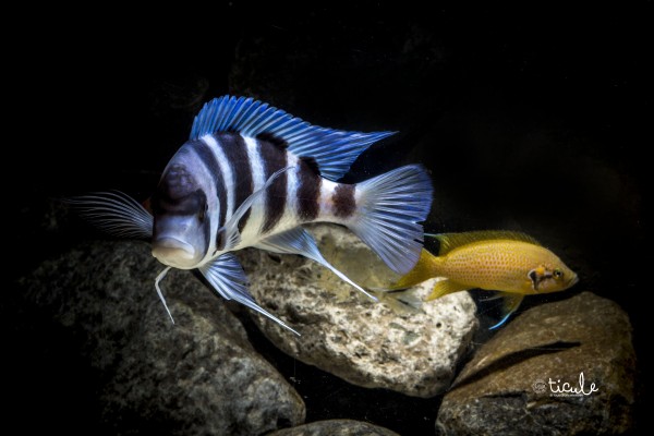 Cyphotilapia gibberosa Mpimbwe