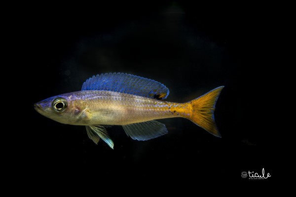 Cyprichromis leptosoma Utinta