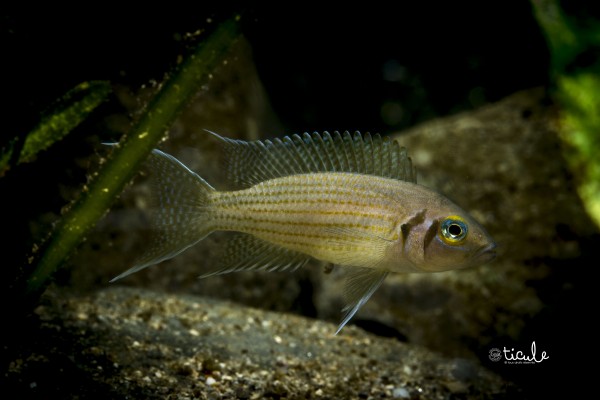 Neolamprologus olivaceus