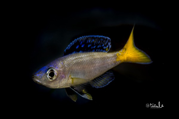 Cyprichromis leptosoma Mpulungu