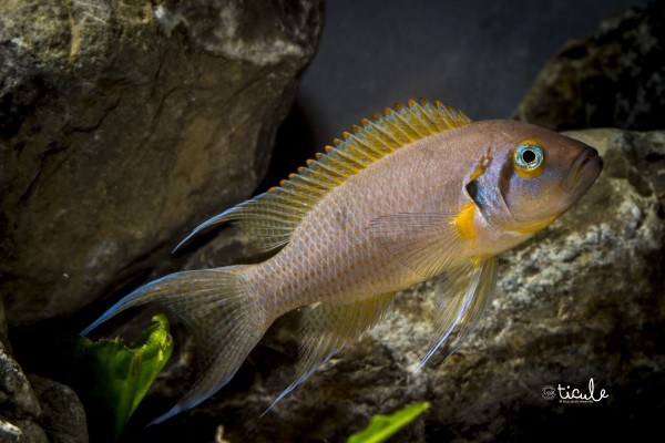 Neolamprologus pulcher &quot;daffodil&quot;