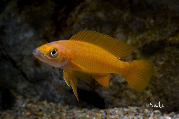 Neolamprologus longior Karilani