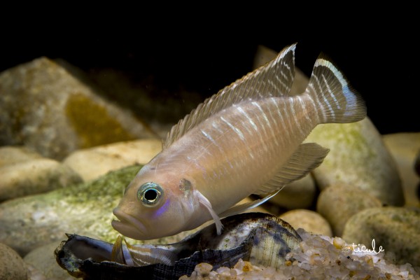 "Lamprologus" brevis Congo "sunspot"
