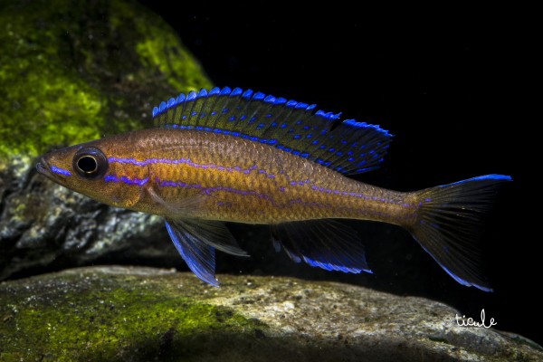 Paracyprichromis nigripinnis "Blue neon"