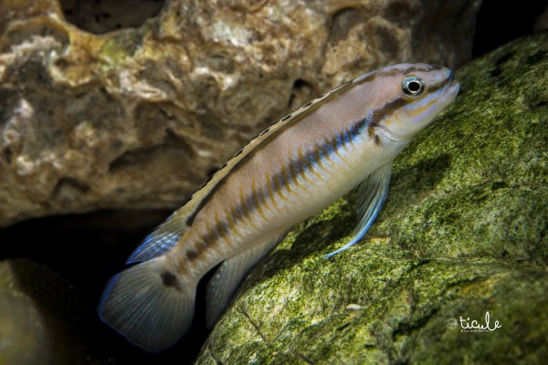 Telmatochromis vittatus