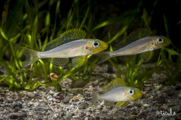Xenotilapia sp. sunflower Chituta