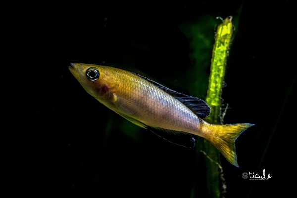 Cyprichromis sp. leptosoma "jumbo" Kekese