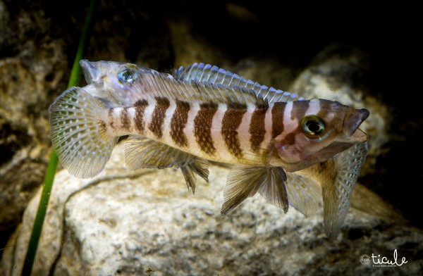 Neolamprologus cylindricus