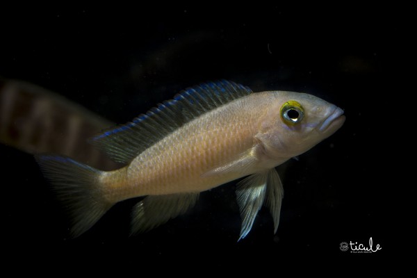 Neolamprologus sp. Nunu