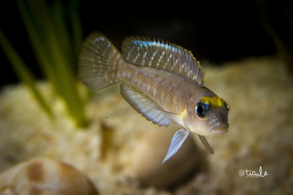 "Lamprologus" sp. ornatipinnis Zambie