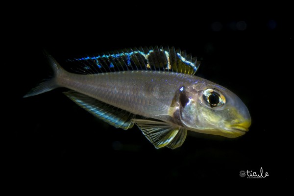 Xenotilapia sp. bathyphilus "yellow" Kekese