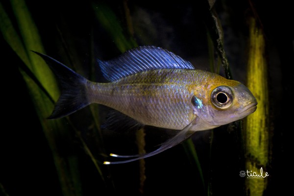 Ophtalmotilapia ventralis "Orange cap"