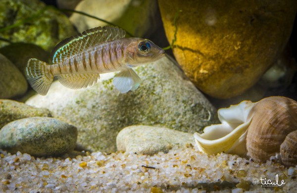 "Lamprologus" signatus