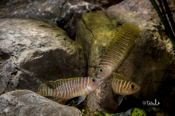 "Lamprologus" similis