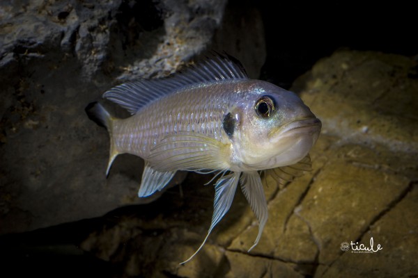 Triglachromis otostigma