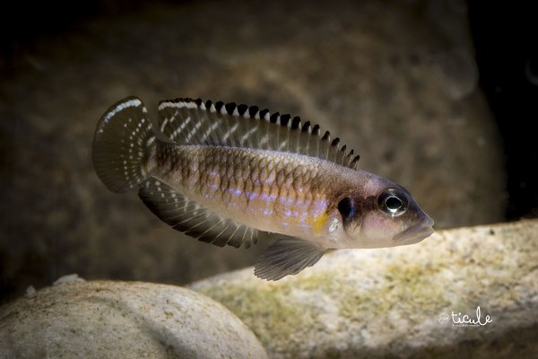 "Lamprologus" speciosus
