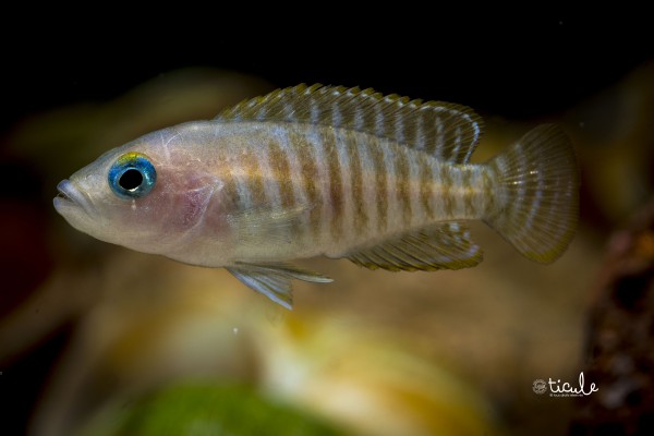 "Lamprologus" multifasciatus