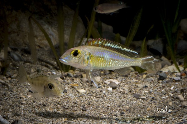 Callochromis pleurospilus Kigoma