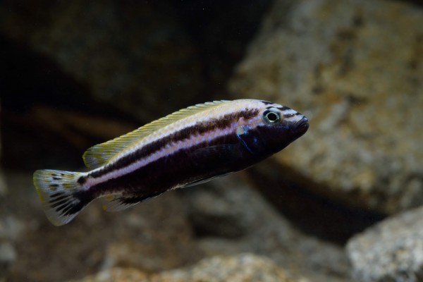 Melanochromis auratus