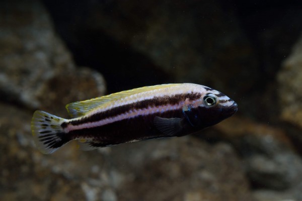 Melanochromis auratus