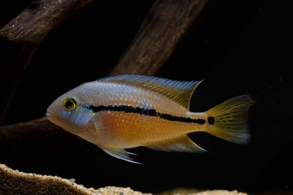 Hypsophrys nicaraguensis