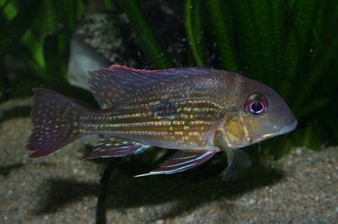 Geophagus sp.jpg