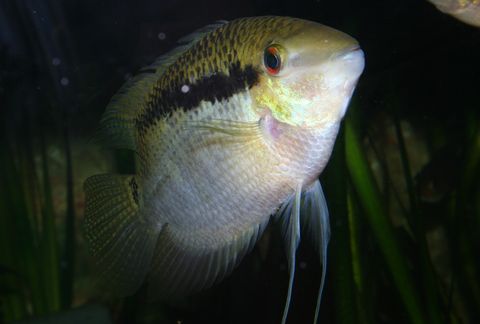 Mesonauta insignis.jpg