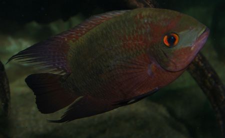 Hypselecara coryphaenoides.jpg